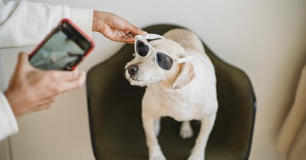 Why is it important to disconnect from your phone during dog walks