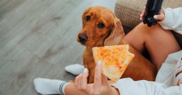 How to train your dog to stop begging while you eat