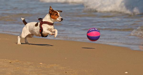 Dog beach safety: 9 tips for a fun and safe day out