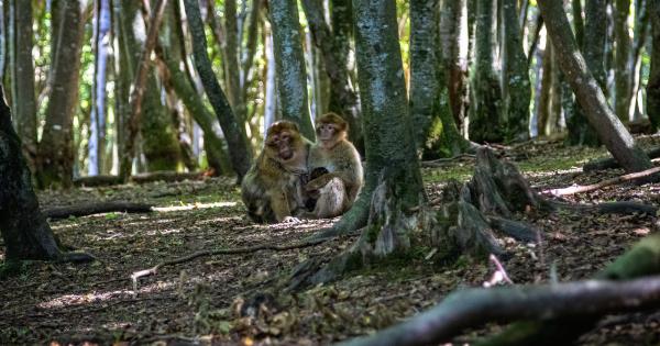 Survivor’s Tale: The Agony of Being Attacked by Monkeys in America