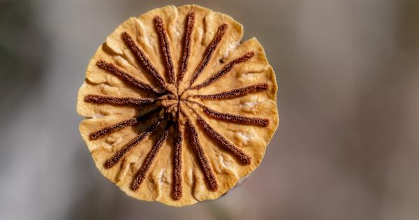 Natural Remedies for Dry Winter Skin: 5 Ingredients to Try (with Pictures)