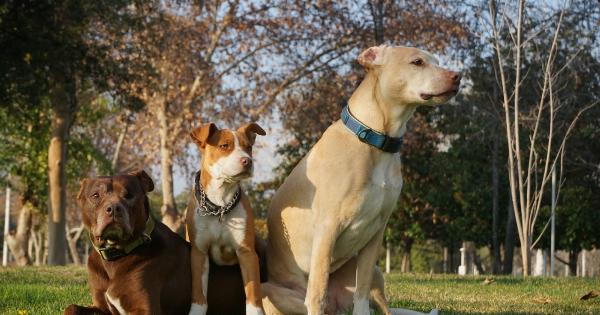 Are pitbulls inherently violent?