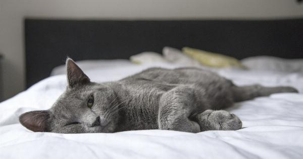 Do cats sleep all day?