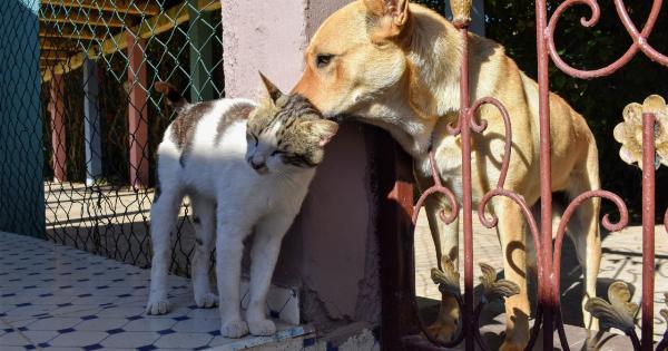 Dog vs cat: which one is the better pet?