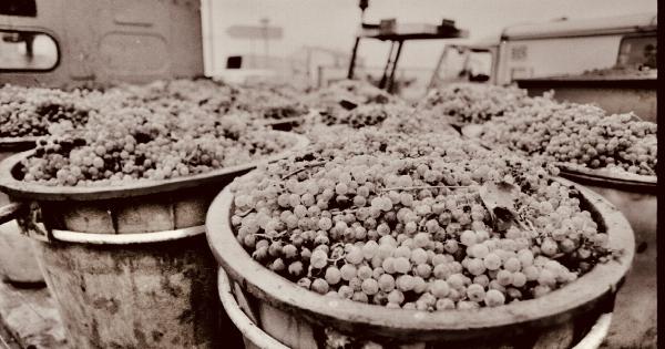 10 Reasons Grapes are a Powerful Superfood