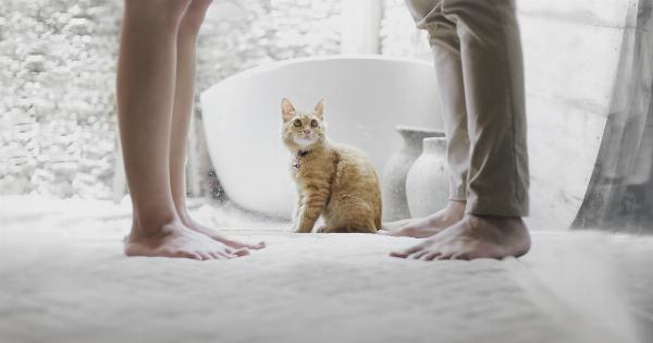 Cat nutrition: From kitten to adult