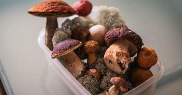 Vegetarian Protein: The Best Plant-Based Sources