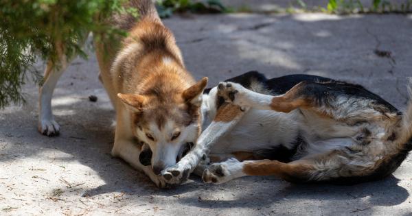 The dangers of approaching unfamiliar dogs