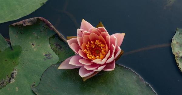 Unlock Your Inner Potential: A Workshop for Growth