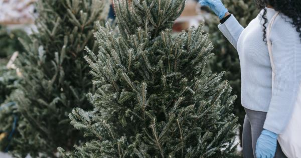 Protecting your furry friend: Christmas tree safety tips for dogs