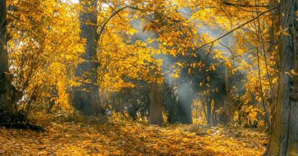 Seasonal allergies: Coping with autumn symptoms