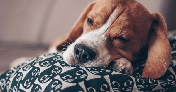 Beagle of Kabul: The High-born Hound with the Big Soles