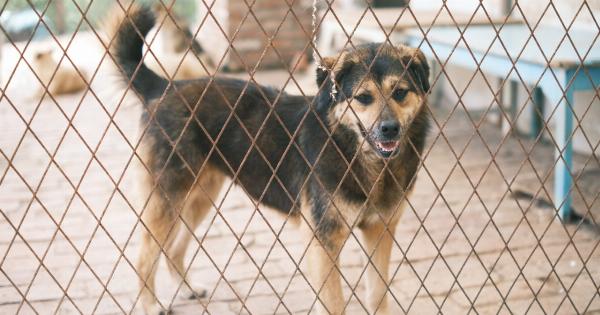 Why adopting a shelter dog is the right choice