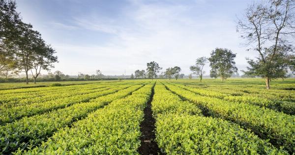 Tea Overconsumption: A Silent Killer of Kidneys