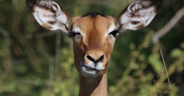 Breathe Right: Nose or Mouth Breathing?