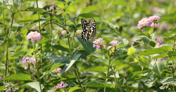 Natural Insect Repellent Recipes