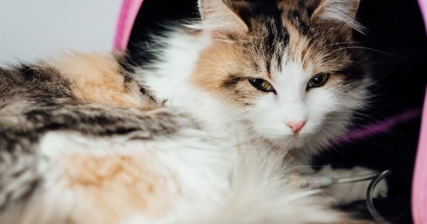 How to Tell If Your Cat Is Ill