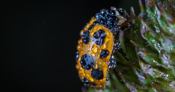 Beetles as food – 10 benefits and 3 potential downsides