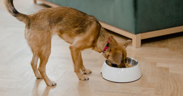 Constant Cravings: How to Stop Your Dog from Eating Non-Food Items