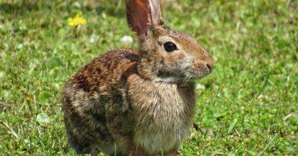 The Nutritional Benefits of Springtime