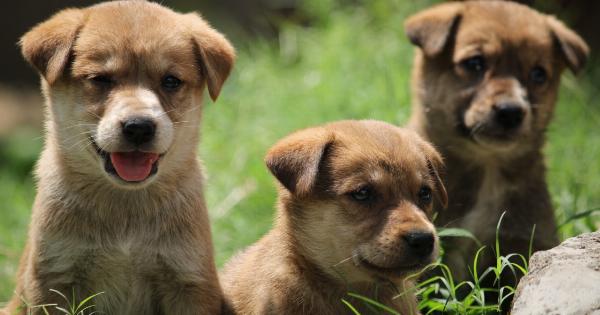 Are puppies effective as hawk dogs?