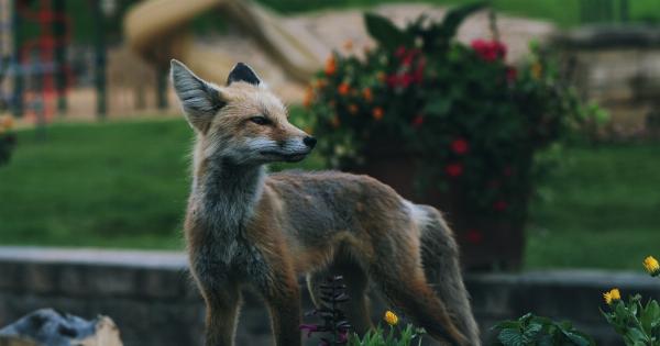 Dog Saluki: regal, dignified and agile hunter