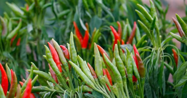 The veggie that changes hearts and minds