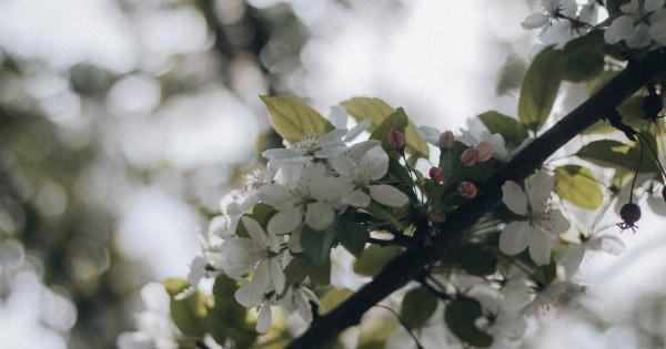 Bittersweet bite of cherry