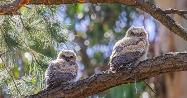 Reasons Behind Nocturnal Enuresis