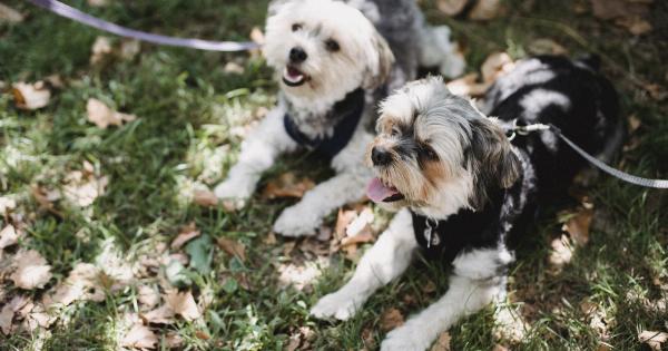 How dogs can sniff out cancer