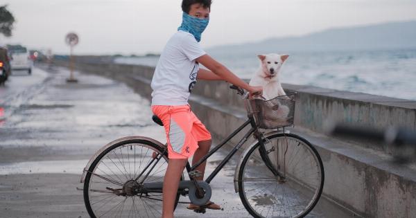 Strategies for Expanding Your Canine’s Riding Capabilities