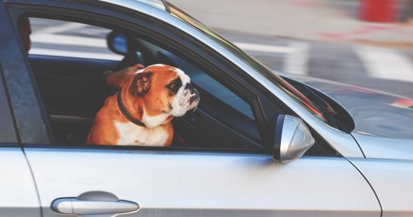 Drive With Confidence: The Secrets to Traveling with Your Dog