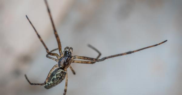 Are Lipas dangerous pests?