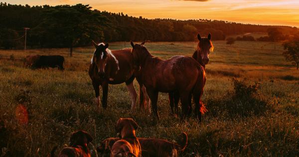 The benefits of Shiatsu for pets and livestock