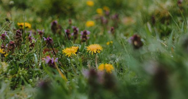 Nettle: Much Maligned