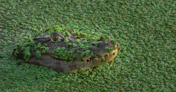 Hiding in plain sight: The danger of diabetic complications