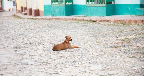 Will the dog remain quiet in moments of silence? Brace for a fee