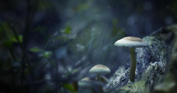 Dogs and Poisonous Plants: What You Need to Know