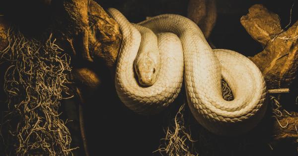 Should You Keep a Pet Snake While Pregnant?