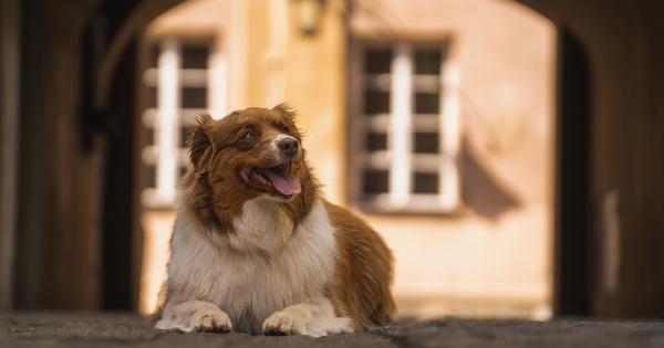 Tips for a Happy Dog