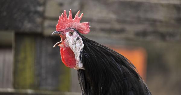 Does Your Child’s Chicken Crow? You Might Have a Rooster!
