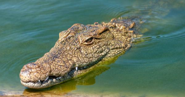 From Fear to Fun: Helping Your Dog Overcome its Fear of Water