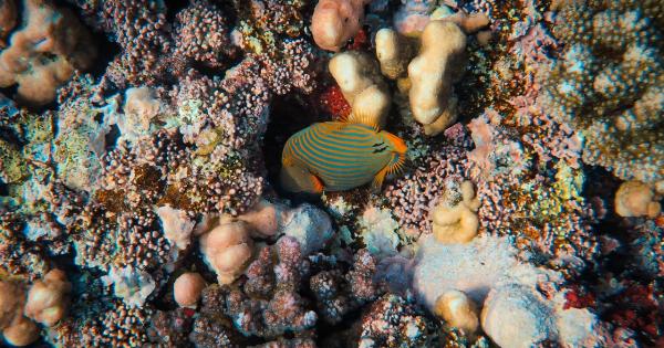 Fatty Fish Consumption and Kidney Function: What the Evidence Says