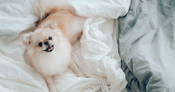 Effective ways to calm down your puppy at bedtime