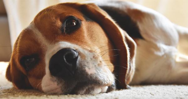 Explore the Surprising Advantages of a Dog’s Whiskers