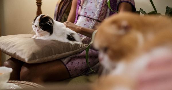 Six ways cats express their love