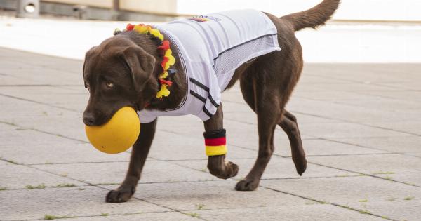 What’s Wrong with You, Dog? – No Ball Retrieving!