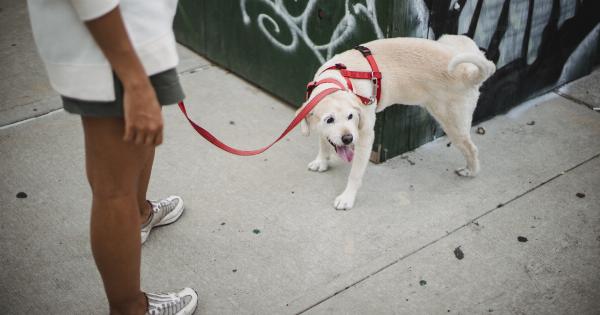 Koronovios: Can the dog’s scent uncover the truth?
