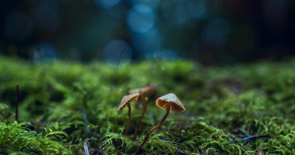 Say Goodbye to Nail Fungi with These Tips