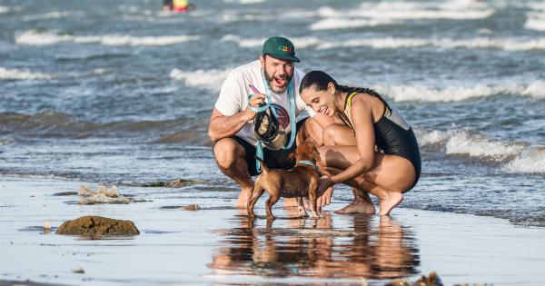A dog beat all odds and swam 217 kilometers in open waters
